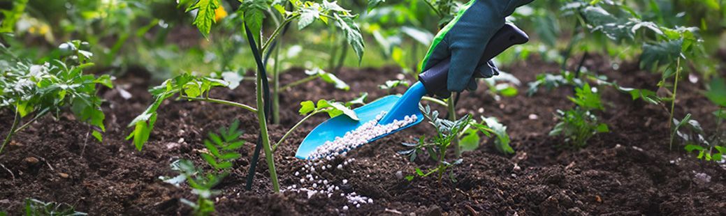 Vzgoja paradižnika - tudi vi delate te napake?