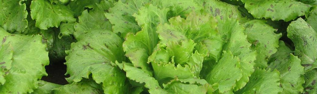 Zimska solata na vrtu