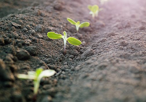 Zasaditve za zimski pridelek