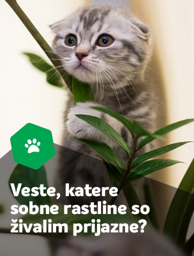 Sobne rastline prijazne do živali