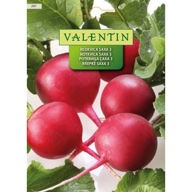 KORENOVKA VALENTIN 297 REDKVICA SAXA 3