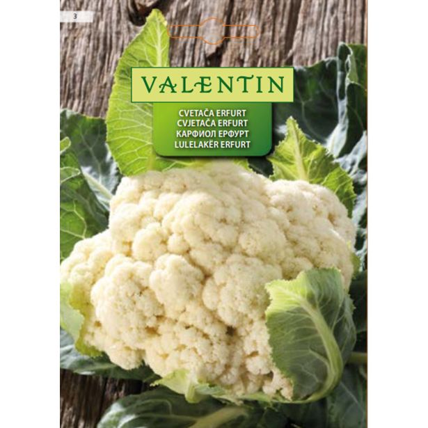 KAPUSNICA VALENTIN 3 CVETAČA ERFURT