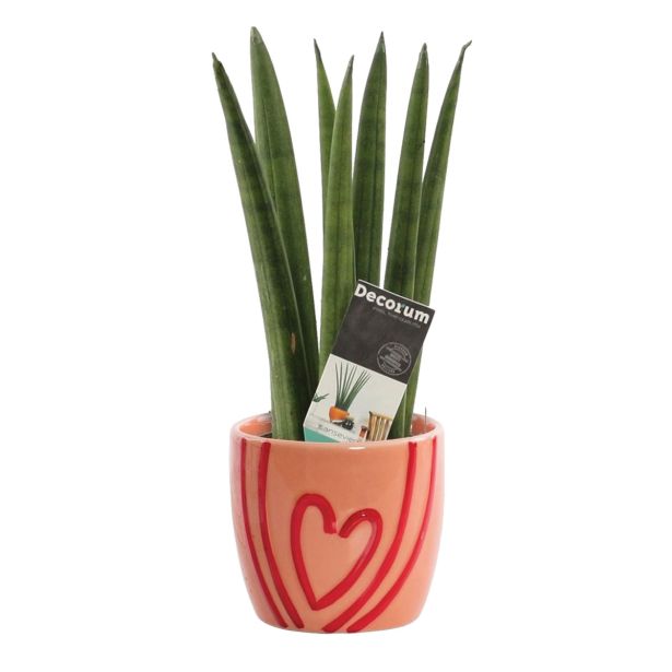 TAŠČIN JEZIK V OKRASNEM LONCU SRČEK L6