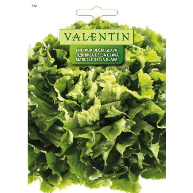 LISTNA ZELENJAVA VALENTIN 442 ENDIVIJA DEČJA GLAVA