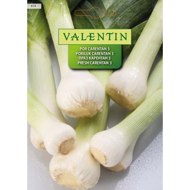 ČEBULNICA VALENTIN 614 POR CARENTAN 3
