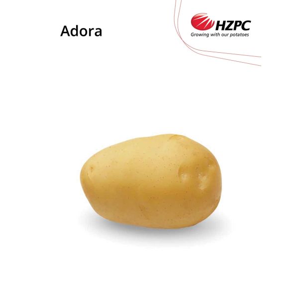 SEMENSKI KROMPIR ADORA 2.5 KG