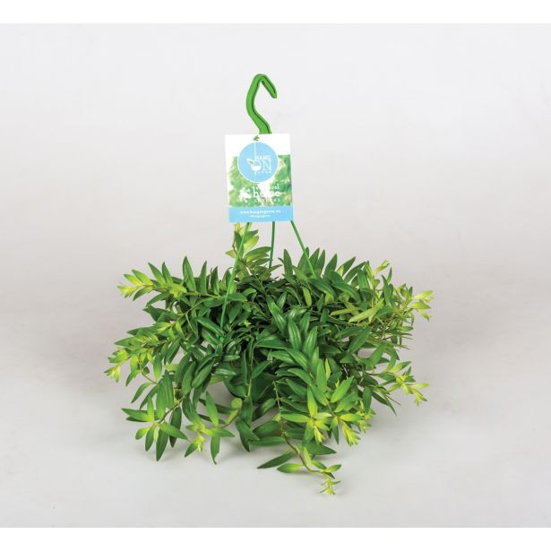 CVETOČA SOBNA RASTLINA AESCHYNANTHUS JAPHROLEPIS RDEČI ESHINANTUS L14