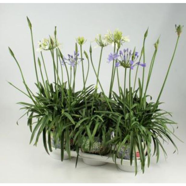 TRAJNICE MIX AFRIŠKA LILIJA SUMMER LOVE L17