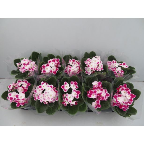 VIJOLICA AFRIŠKA MIX L9 VIŠ 15CM