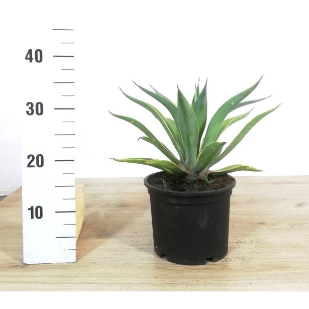 MEDITERANSKE RASTLINE AGAVA L 19