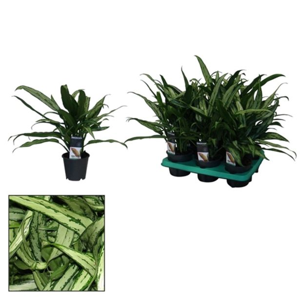 AGLONEMA CUTLASS L12