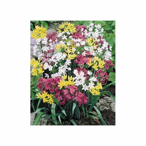 POMLADI CVETOČA ČEBULICA ALLIUM MIX '-XXX