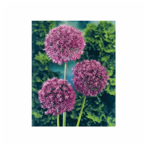 ALIUM HOLLAND BULB MARKET PURPLE SENS. 12/14 5KOS