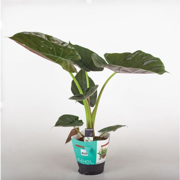 ALOKAZIJA WENTII L19