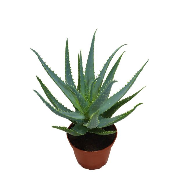 ALOJA AROBORESCENS L12 CM