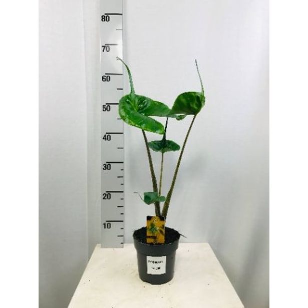 ALOKAZIJA MACRORRHIZA L14