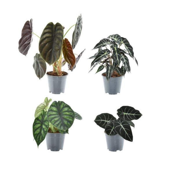 ALOKAZIJA MIX L14 CM