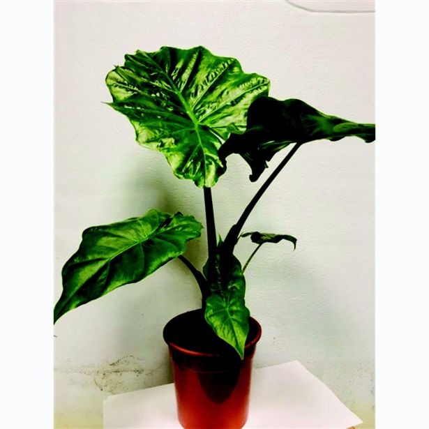 ALOKAZIJA PORTODORA L17