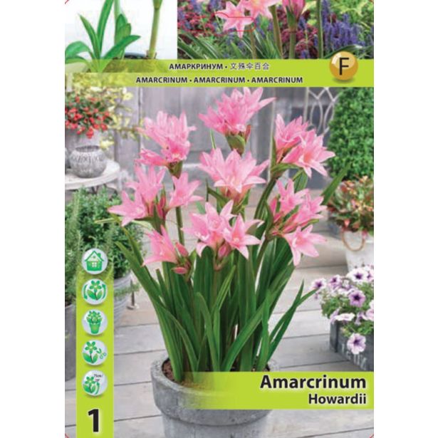POLETI CVETOČA ČEBULICA HOLLAND BULB MARKET AMARCRINUM HOWARDII