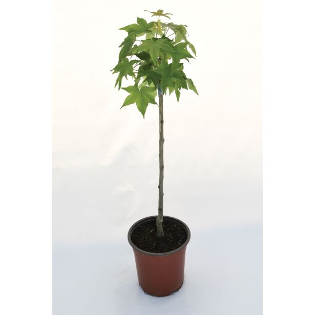 LISTAVEC AMBROVEC 'GUM BALL L22