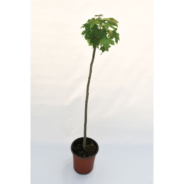 LISTAVEC AMBROVEC 'GUM BALL L24