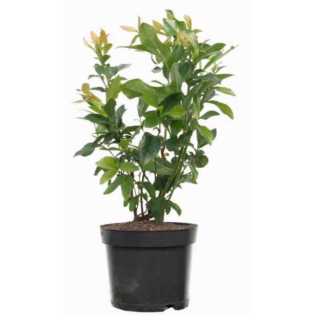 AMERIŠKA BOROVNICA BIO PATRIOT L19