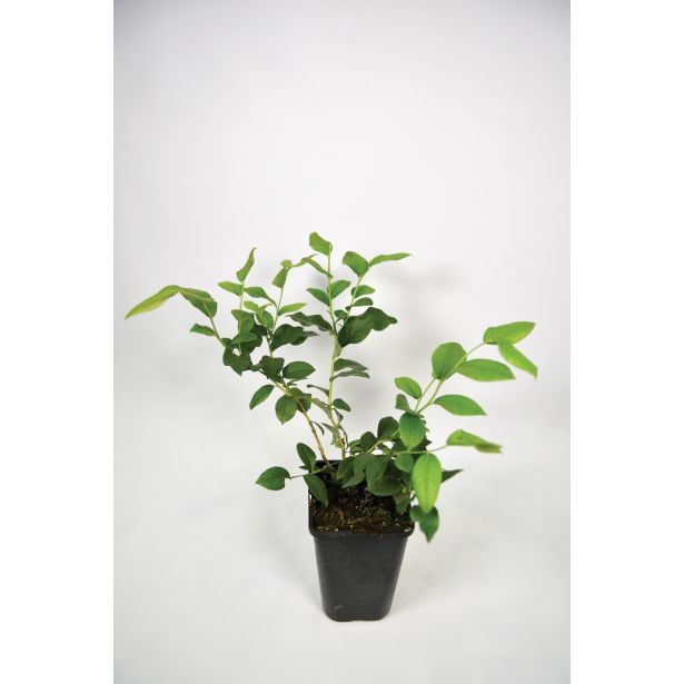 AMERIŠKA BOROVNICA BLUE CROP L15