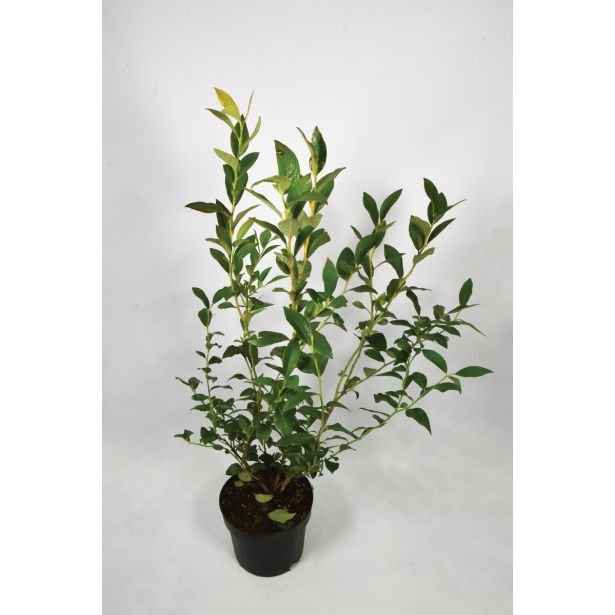 AMERIŠKA BOROVNICA DUKE L17