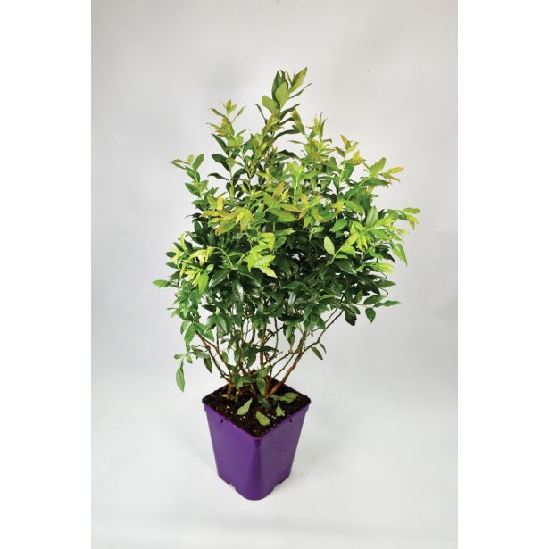 AMERIŠKA BOROVNICA HORTBLUE PETITE L23