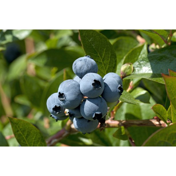 AMERIŠKA BOROVNICA HORTBLUE PETITE L19