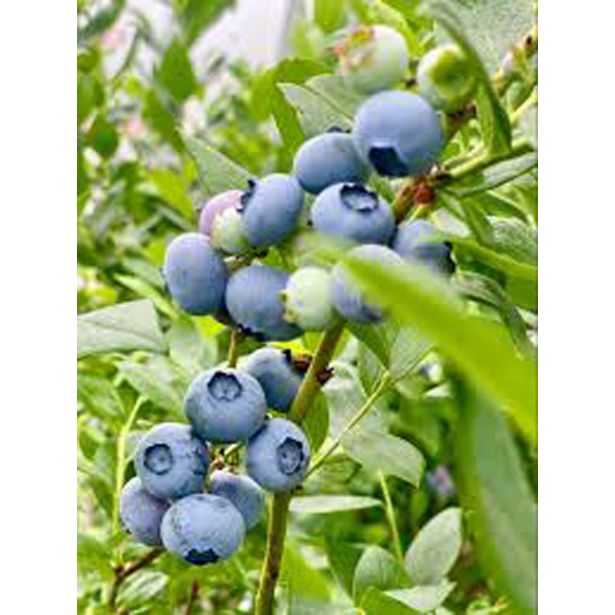 AMERIŠKA BOROVNICA L19 CM