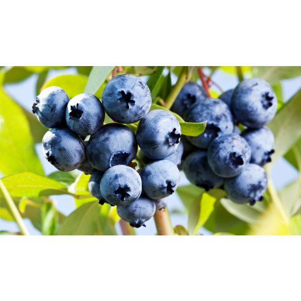 AMERIŠKA BOROVNICA L19 CM