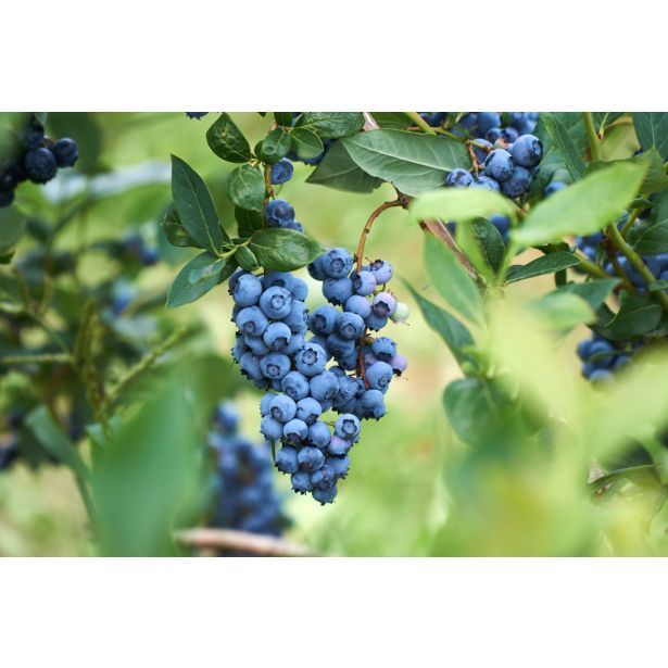 AMERIŠKA BOROVNICA LEGACY L19