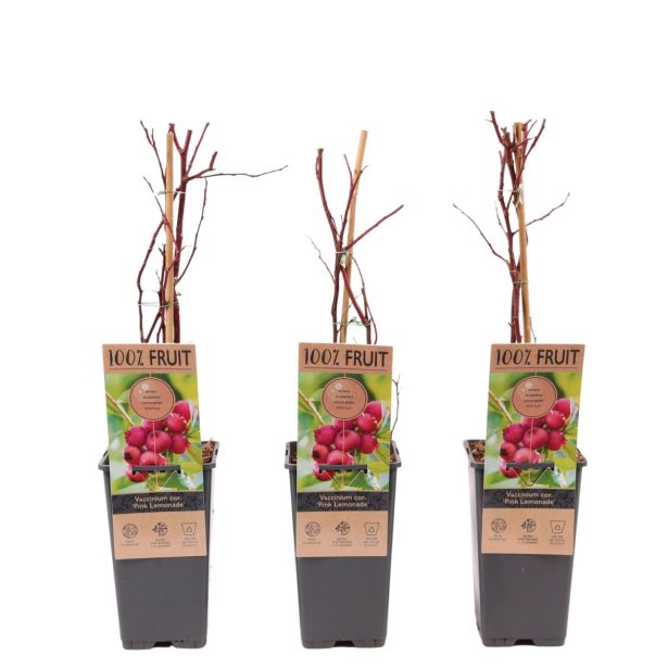 AMERIŠKA BOROVNICA PINK LEMONADE