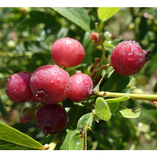 AMERIŠKA BOROVNICA PINK LEMONADE