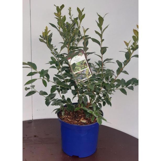 AMERIŠKA BOROVNICA BLUE CROP L19 CM