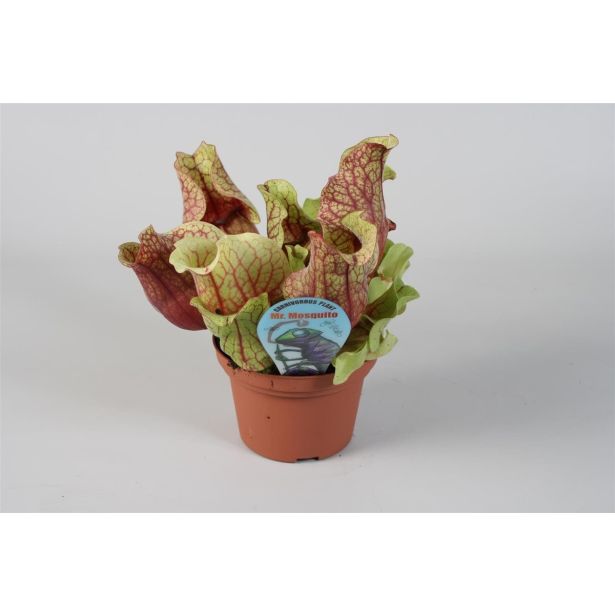 MESOJEDKA AMERIŠKA VRČNICA MIX L8.5