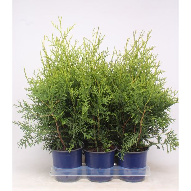 TUJA AMERIŠKI KLEK BRABANT L15