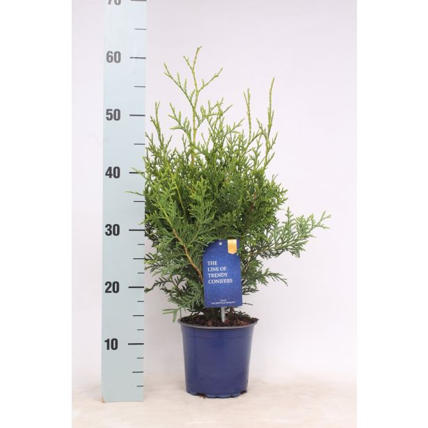 TUJA AMERIŠKI KLEK BRABANT L15