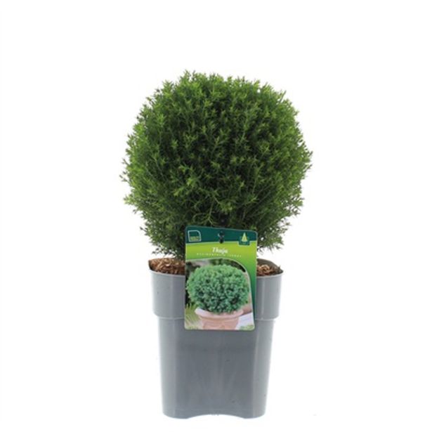 IGLAVEC AMERIŠKI KLEK TEDDY L19