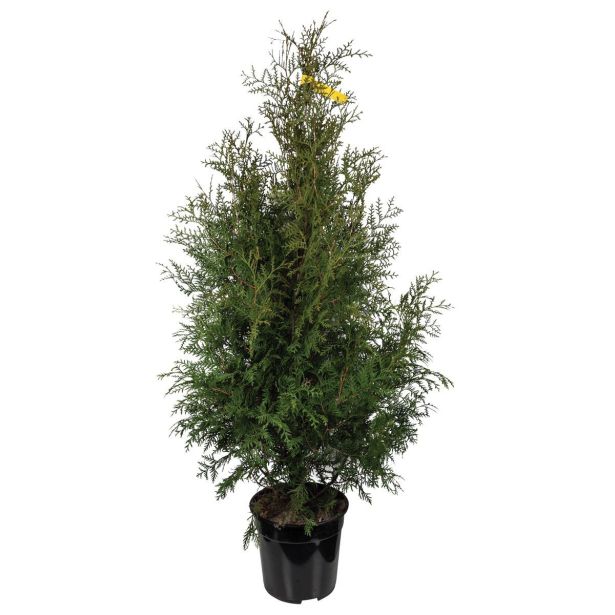 TUJA AMERIŠKI KLEK BRABANT L27