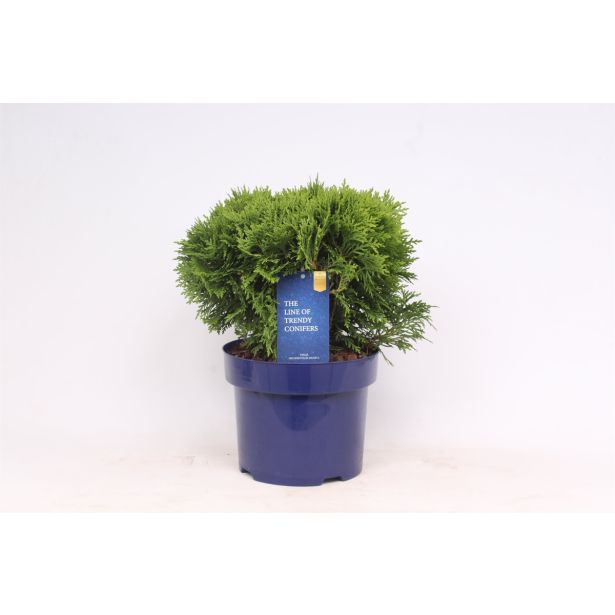 TUJA AMERIŠKI KLEK DANICA L13