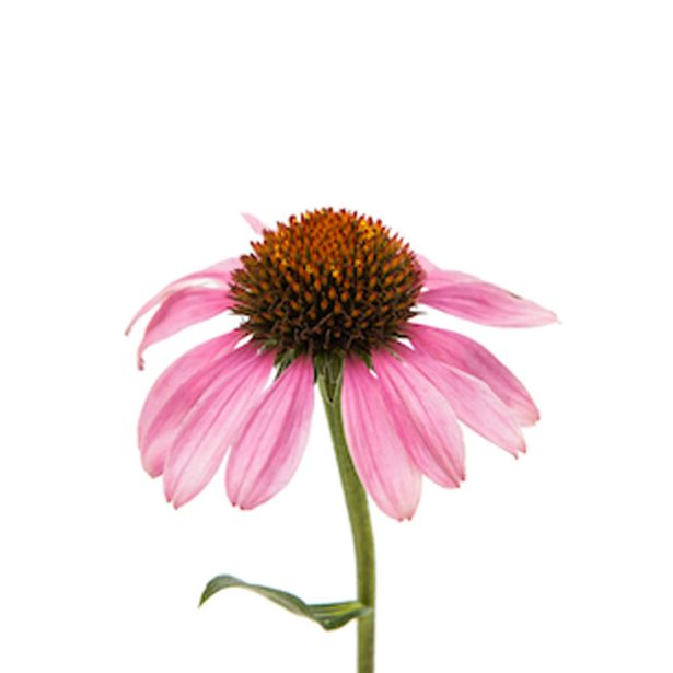 AMERIŠKI SLAMNIK AMERIŠKI SLAMNIK L10 CM