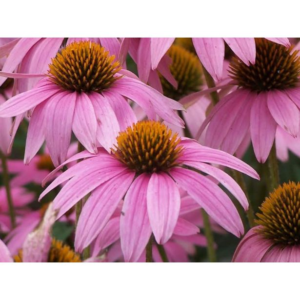 AMERIŠKI SLAMNIK MAGNUS L13 CM