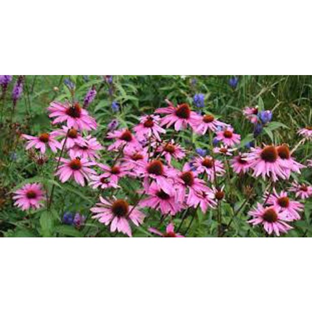 AMERIŠKI SLAMNIK MAGNUS L13 CM