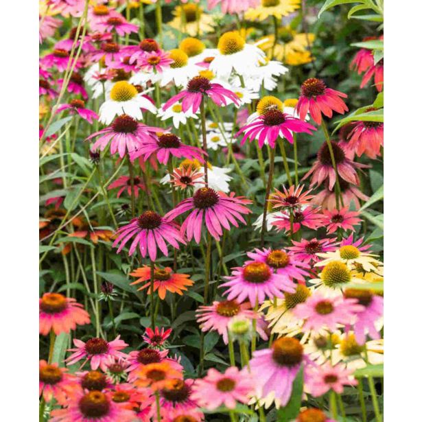 AMERIŠKI SLAMNIK MIX L17 CM