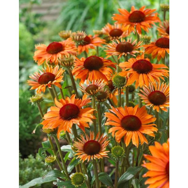 AMERIŠKI SLAMNIK ORANŽEN L17 CM