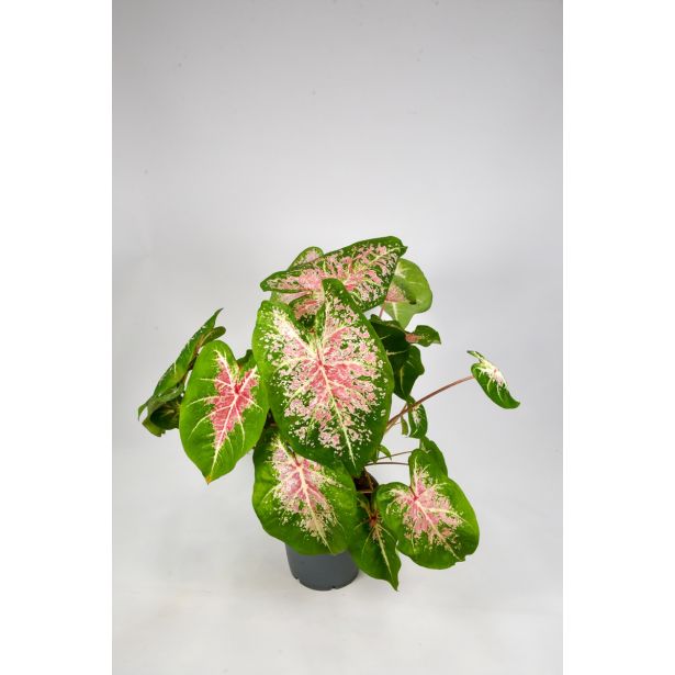 ZELENA RASTLINA ANGELSKA KRILA L17