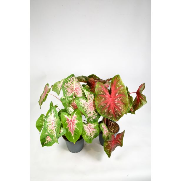 ZELENA RASTLINA ANGELSKA KRILA L17