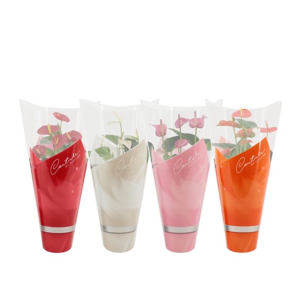 FLAMINGOVEC ANTHURIUM ANDREANUM LOVE L14